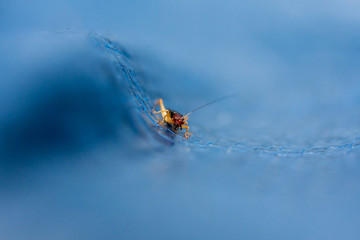 bug on the blue tarp