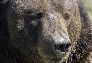 Close up of a bear