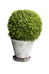 Isolated tree, house plant on the gray cement pot, mockup plant decoration.