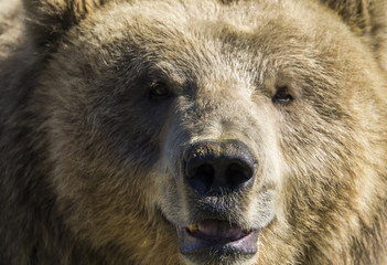 Close up of a bear