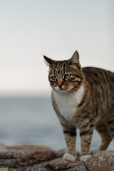 Funny grey cat on the beach against the sea.