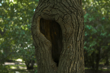 Obraz premium tree