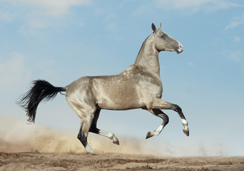 golden dun akhal-teke with blue eyes runs in desert