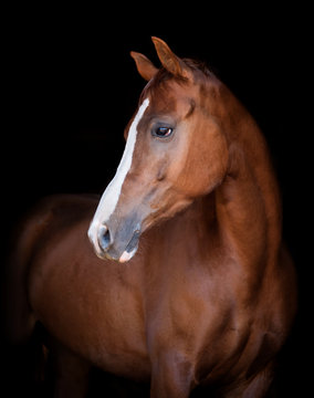 chestnut horse portrait on black background
