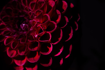 Purple dahlias flower over black background. Bright autumn flower backdrop © Hanna Aibetova
