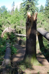 Obraz premium stump. a broken tree after a strong wind