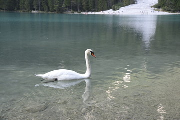 Cigni al lago di Dobbiaco