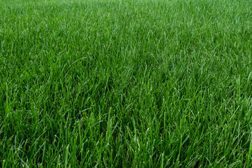 Fresh green lawn background.