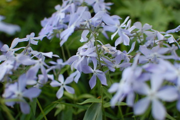 blue flowers in the garden