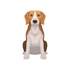 Beagle with shiny eyes in sitting position. Small breed of hunting dog. Short-haired puppy with long ears. Flat vector design