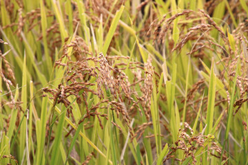赤穂波・古代米・田んぼアート（青森県・十和田市）