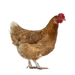 Brown Barnevelder chicken hen standing side ways looking to the right, isolated on white background
