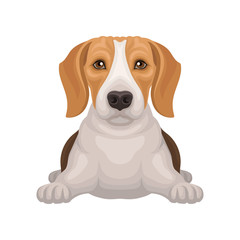 Cute beagle with shiny eyes lying isolated on white background. Small hunting dog with adorable muzzle. Flat vector design