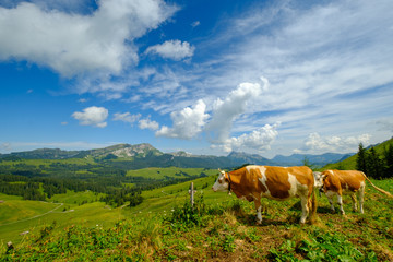 Small herd of cows graze in the Alpine meadow in Switzerland