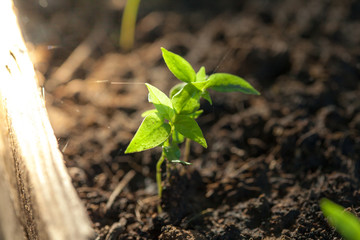 Young holy basil