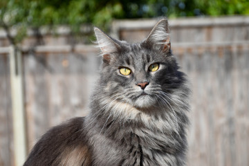 Fototapeta na wymiar Large Maine Coon, male, silver blue tabby cat, with long fur, outdoors in garden.