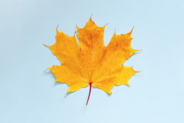 orange maple leaf. fall symbol weather on blue background. Autumn cold concept