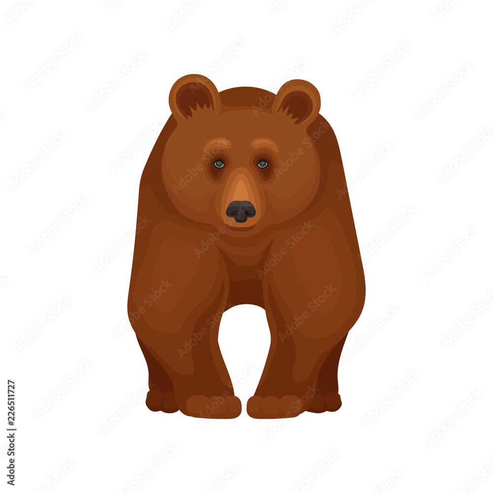 Sticker large forest bear standing on four paws, front view. big brown grizzly. cartoon character of mammal 