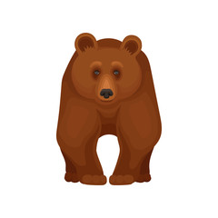 Large forest bear standing on four paws, front view. Big brown grizzly. Cartoon character of mammal animal. Flat vector design