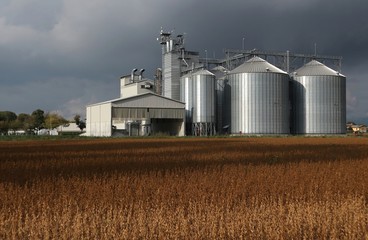Grain storage  silos system, behind a brown soybean field and under a dark cloudy sky in an autumn day © luca piccini basile