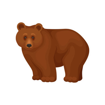 Cartoon character of large brown bear standing on four paws. Forest animal. Flat vector for promo flyer or poster of zoo