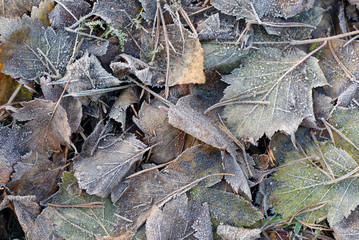Frosted leaves in the ground. 
