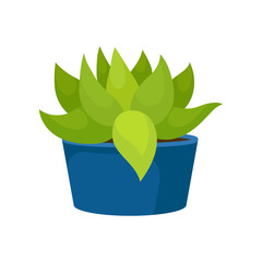 Flat vector icon of cactus with green leaves in blue ceramic pot. Succulent plant. Natural home decor element. Small houseplant