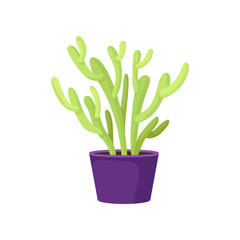 Green pencil cactus in purple ceramic pot. Succulent plant. Natural home decor element. Indoor gardening theme. Flat vector design