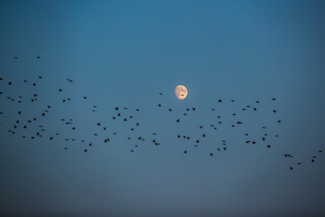 Night view of flock of starlings flying over a white moon, dark blue sky, migration of birds during autumn