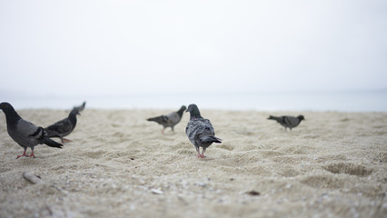 The pigeon walk on the beach