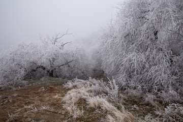 Frozen forest