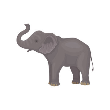 Cute gray elephant standing isolated on white background. Wild animal with large ears, long trunk and tail. Flat vector design