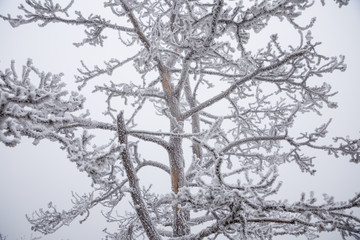 Obraz premium Frozen tree