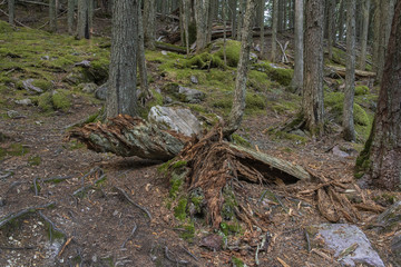 Glacier NP trees