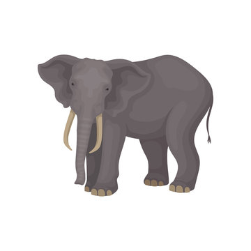Flat vector portrait of adult elephant. Wild African or Asian animal with large ears, long trunk, tusks and tail