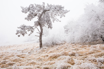 Frozen pine