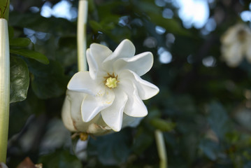 Gardenia thunbergia