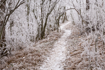 Frozen road