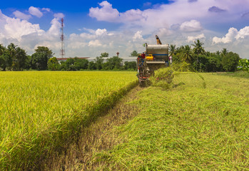Farmers are harvesting rice by tractor