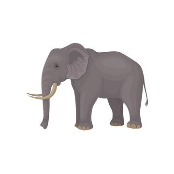 Gray elephant standing isolated on white background. Wild animal with large ears, long trunk, tail and tusks. Flat vector design