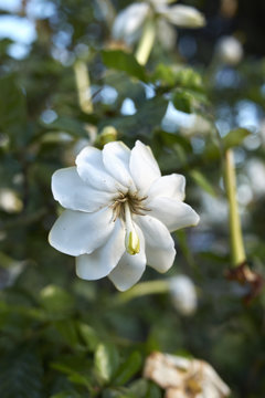 Gardenia thunbergia
