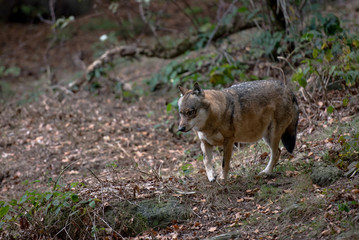 Naklejka na ściany i meble Wolf in Bayerischer Wald National Park, Germany