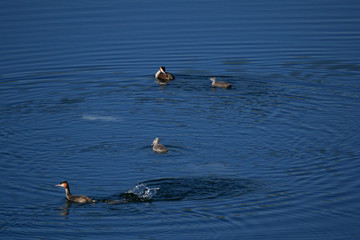 Haubentaucher Familenleben