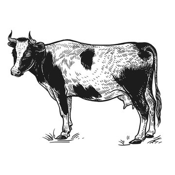 Cow. Farm animal. Isolated realistic handmade drawing.