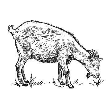 Goat. Farm animal. Isolated realistic handmade drawing.