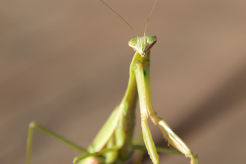 かまきりのにらみ