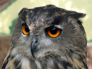 Bubo bubo - Eurasian Eagle Owl, European  Eagle owl, close up