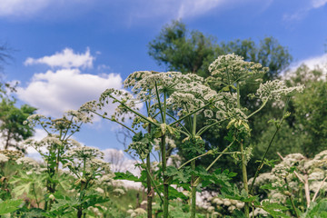 Fototapeta premium Cow parsnip or heracleum is a greatest ecology problem in the world.