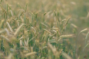 endless wheat field, spikelet of ripened wheat grains sway in the wind on a summer sunny day