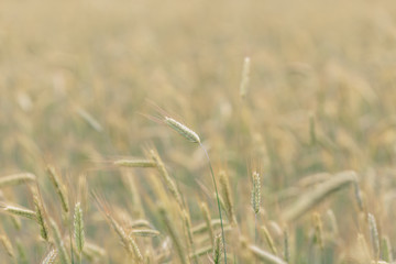 endless wheat field, spikelet of ripened wheat grains sway in the wind on a summer sunny day
